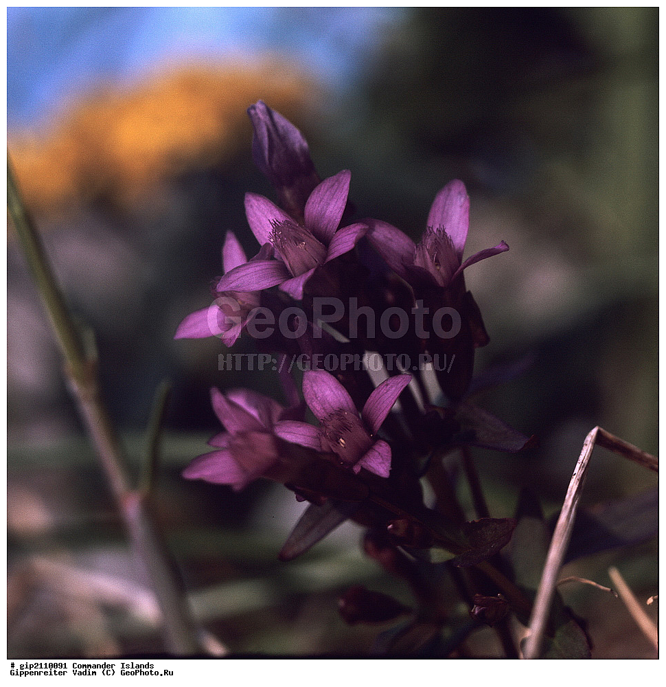 ������������ �������, �������� ����������,  1971 �, ������, ������� ������, ������ �������, ��������� ����, ���� �������, ������� � ������, ��������, ��������, ����� �����, ���������� ���� ������, ���������, ����������, ������������ ����������, ��������� ����