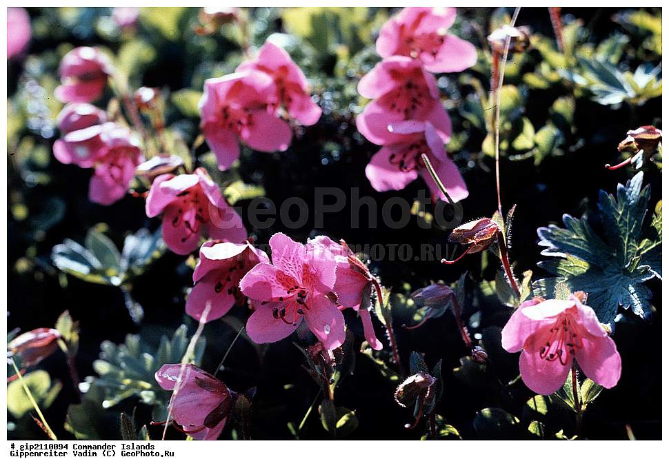 ������������ �������, �������� ����������,  1971 �, ������, ������� ������, ������ �������, ��������� ����, ���� �������, ������� � ������, ��������, ��������, ����� �����, ���������� ���� ������, ���������, ����������, ������������ ����������, ��������� ����, ������ ��������, �����, ���������� ��������, ������������ ��������, ������������ ��������, ������, �����, XYZ, ����������, Ericaceae, ����������� ����������, Rhododendron camtschaticum, ���������, ����������, ������������ ��������, ������������ ��������, ������������, ������������ �����������, �����������, ������������, ���������, �����, ����������