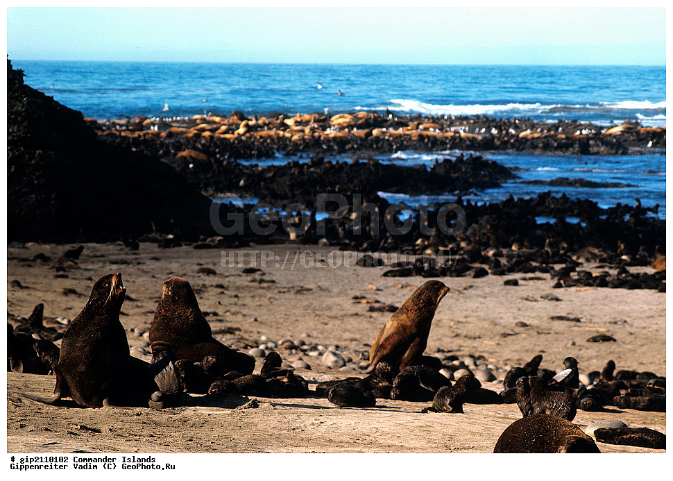 ������������ �������, �������� ����������,  1971 �, ������, ������� ������, ������ �������, ��������� ����, ���� �������, ������� � ������, ��������, ��������, ����� �����, ���������� ���� ������, ���������, ����������, ������������ ����������, ��������, ��������, �������������, �������������, �����, �����, ������� �������������, ������� �������������, ������� �����, ������� �����, XYZ, ������� ������, Otariidae, �������� ������� �����, ������� ���, Callorhinus ursinus, ��������� ����