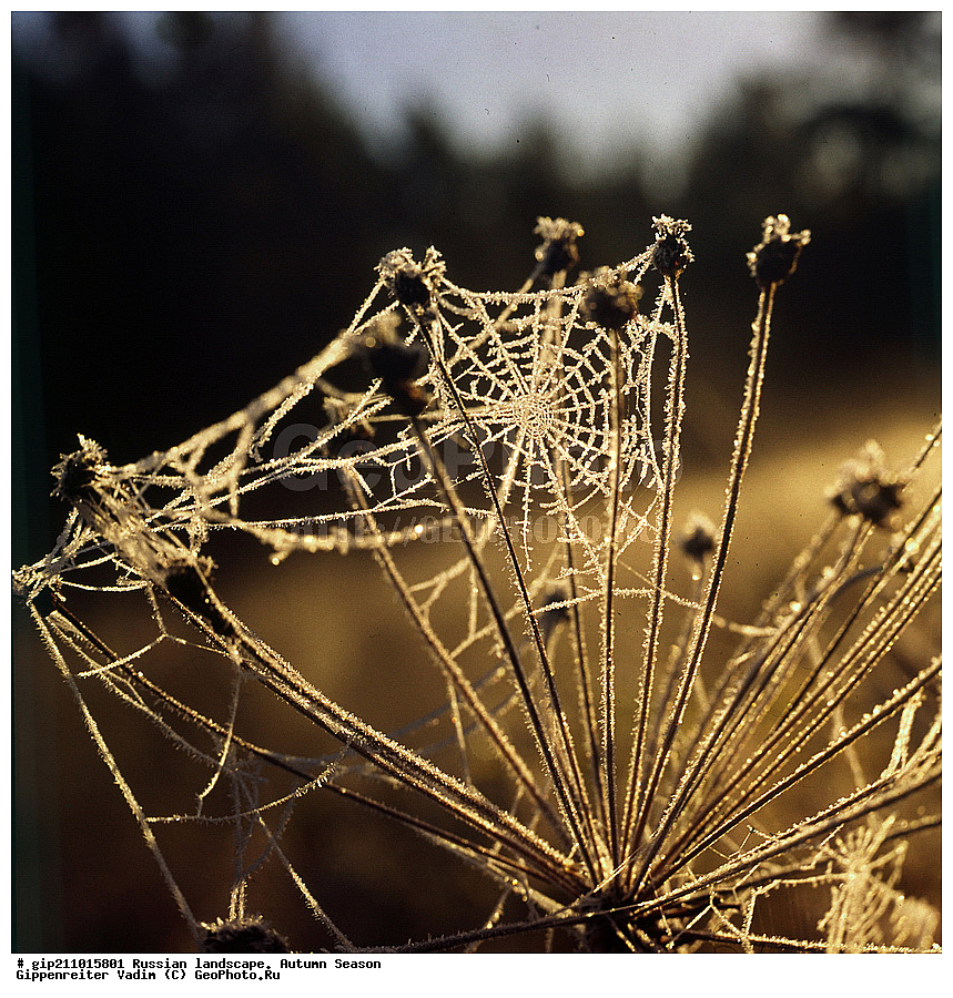 ������, ������� ����, �������, �����, ������, �������������, ����� ������������, 