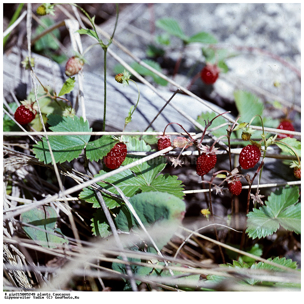 ��������, ������