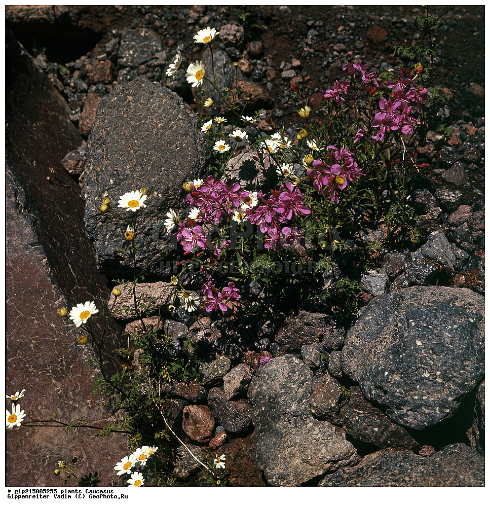 ��������, ������