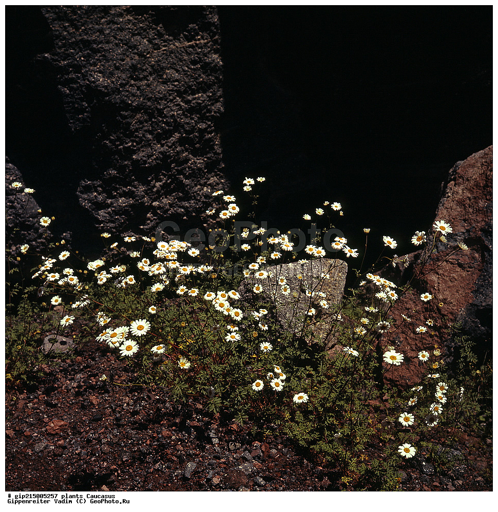 ��������, ������