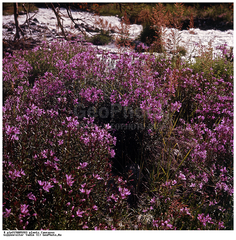 ��������, ������