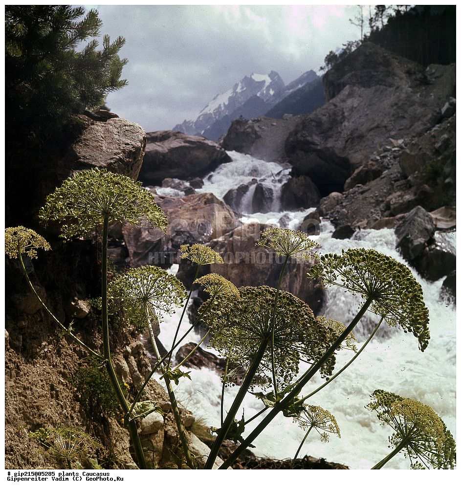 ��������, ������