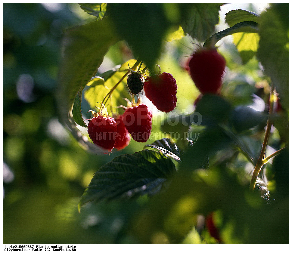 ������, ��������, ������� ������, ������� ������, ������, �����, ������ ��������, �����, ���������� ��������, ������� ��������, ������� ��������, �������������������� ��������, ���������� ��������, ������������, ������������, ����, �����, �����, �����, XYZ, ������������, �������, �����������, Rosaceae, ������ ������������, Rubus idaeus