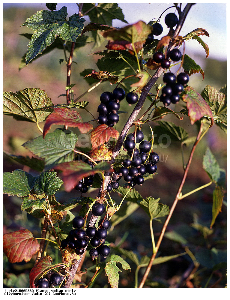 ������, ��������, ������� ������, ������ ��������, �����, ���������� ��������, ������� ��������, ������� ��������, �������������������� ��������, ���������� ��������, ������������, ������������, ����, �����, �����, �����, XYZ, �������������, Grossulariaceae, ��������� ������, ��������� ������, ׸���� ���������, ������ ���������, Ribes nigrum