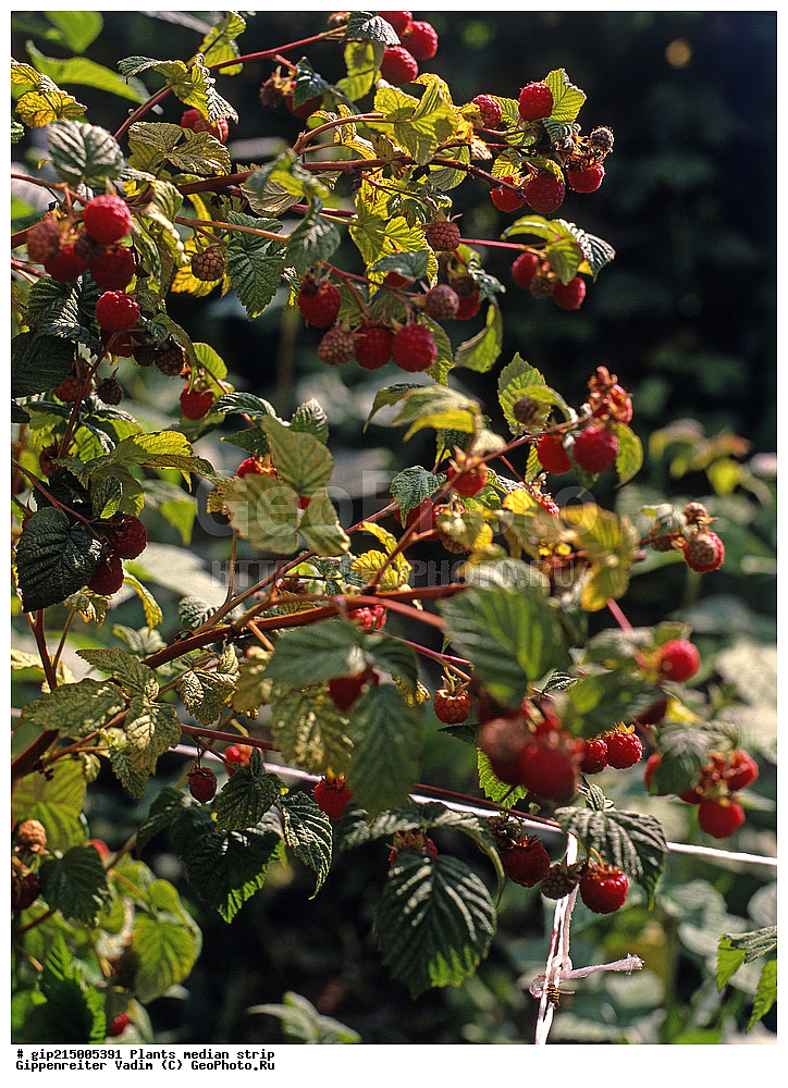 ������, ��������, ������� ������, ������� ������, ������, �����, ������ ��������, �����, ���������� ��������, ������� ��������, ������� ��������, �������������������� ��������, ���������� ��������, ������������, ������������, ����, �����, �����, �����, XYZ, ������������, �������, �����������, Rosaceae, ������ ������������, Rubus idaeus