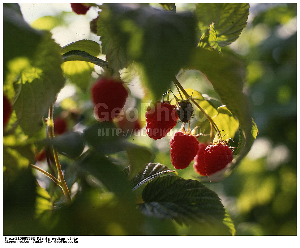 ������, ��������, ������� ������, ������� ������, ������, �����, ������ ��������, �����, ���������� ��������, ������� ��������, ������� ��������, �������������������� ��������, ���������� ��������, ������������, ������������, ����, �����, �����, �����, XYZ, ������������, �������, �����������, Rosaceae, ������ ������������, Rubus idaeus