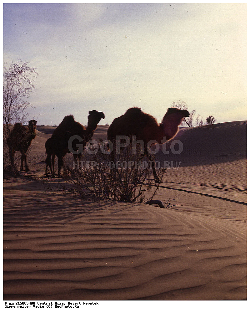 ����, �������, �������