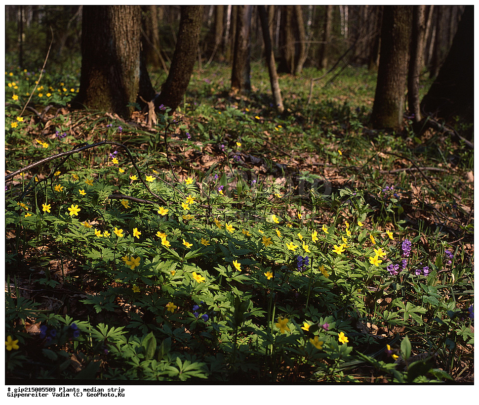 ������, ��������, ������� ������, ������ ��������, �����, ���������� ��������, ������������ ��������, ������������ ��������, ������, �����, XYZ, ���������, Ranunculaceae, ��������� ��������, ��������� ������������, Anemone ranunculoides, ���������� ���������, ����������� ���������, ����������� ��������, ��������� ���������, ���������� ��������, Anemonoides ranunculoides