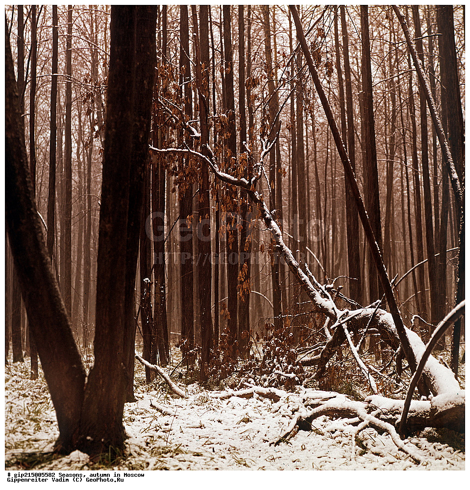 ������, ������� ����, �����, ���������� �������, �����������, ������