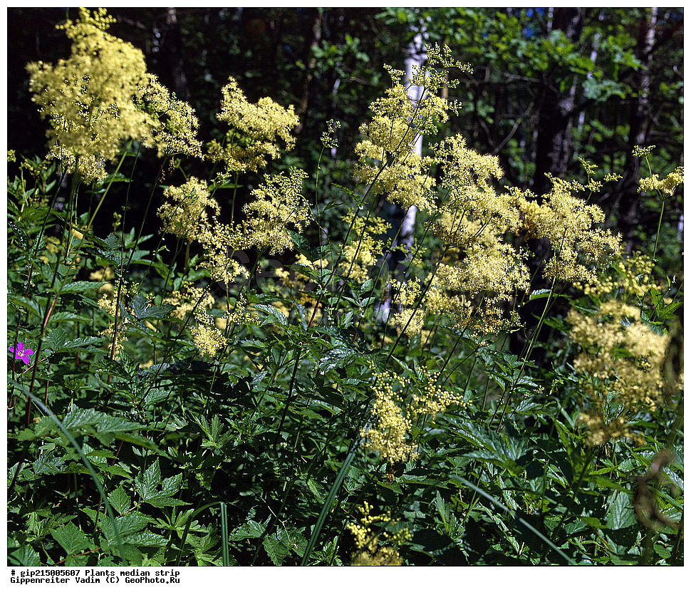 ������, ��������, ������� ������