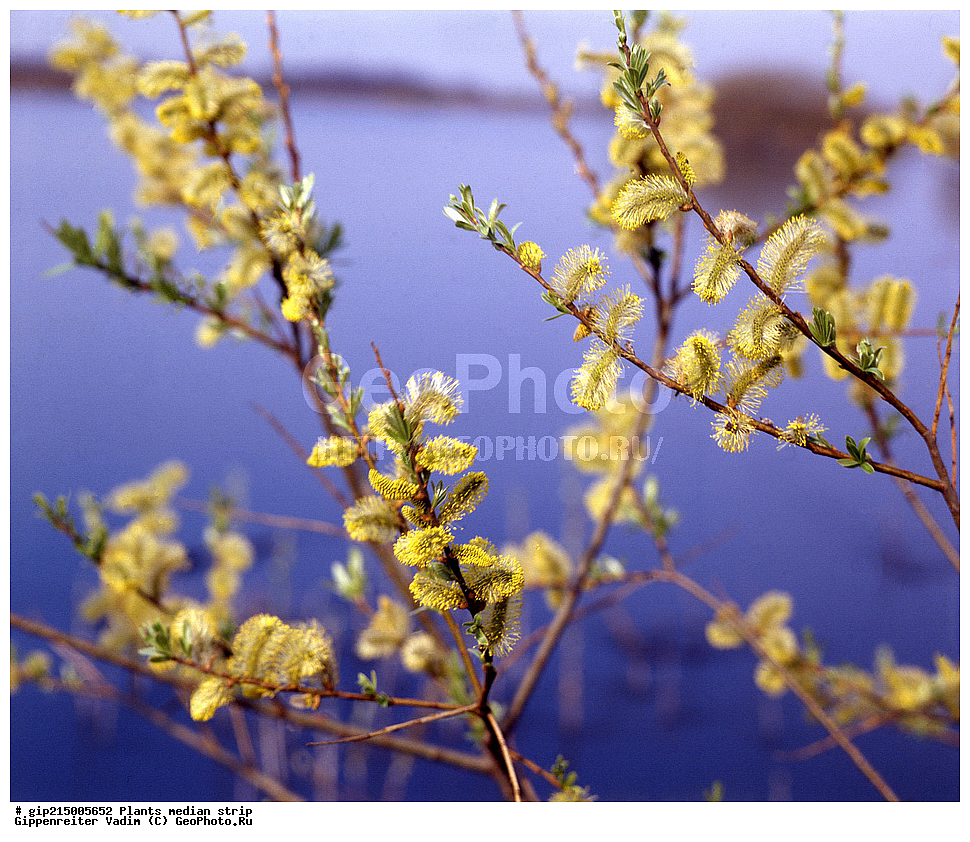 ������, ��������, ������� ������