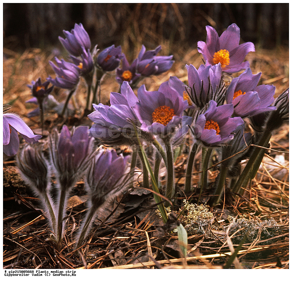 ������, ��������, ������� ������