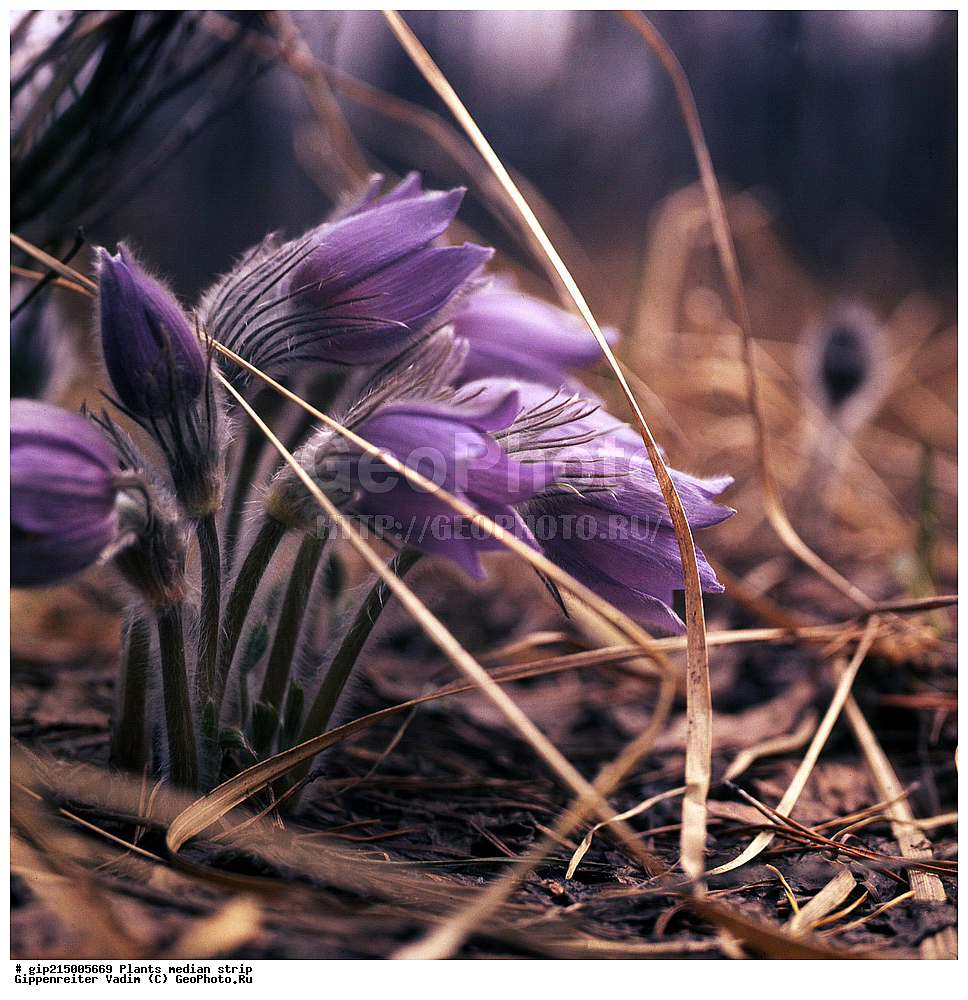 ������, ��������, ������� ������