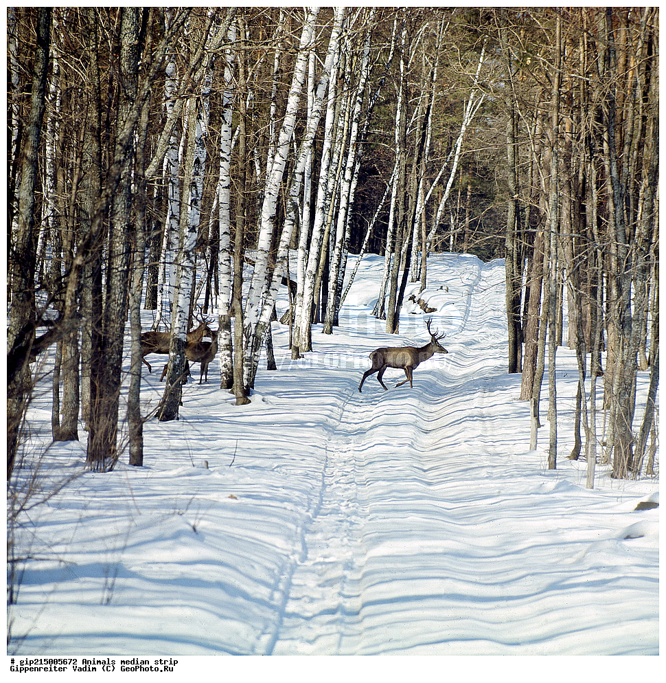 ������, ��������, ������� ������, ������, ��������, �������������, �������������, �����, �����, XYZ, ��������, ������, Cervidae, ����������� �����, Cervus elaphus, Cervus canadensis