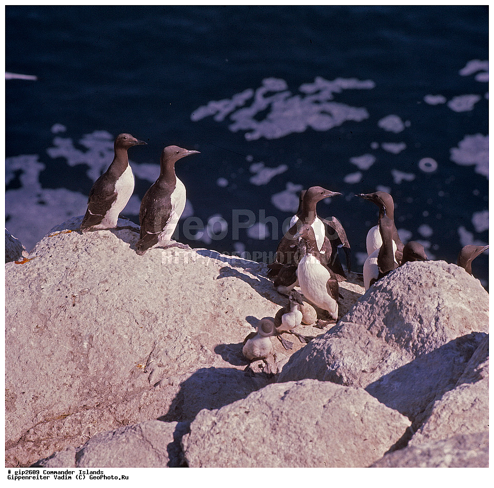 ������������ �������, �������� ����������,  1971 �, ������, ������� ������, ������ �������, ��������� ����, ���� �������, ������� � ������, ��������, ��������, ����� �����, ���������� ���� ������, ���������, ����������, ������������ ����������, ��������, ��������, �����, �����, ��������, �����������, ������� �����, ������� �����, XYZ, ����������, Alcidae, ����������� �����, ������������ �����, Uria aalge, ��������� ����