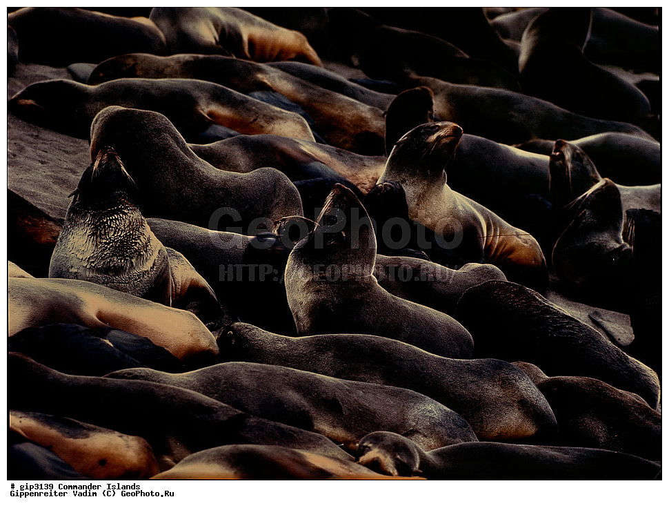 ������������ �������, �������� ����������,  1971 �, ������, ������� ������, ������ �������, ��������� ����, ���� �������, ������� � ������, ��������, ��������, ����� �����, ���������� ���� ������, ���������, ����������, ������������ ����������, ��������, ��������, �������������, �������������, �����, �����, ������� �������������, ������� �������������, ������� �����, ������� �����, XYZ, ������� ������, Otariidae, �������� ������� �����, ������� ���, Callorhinus ursinus, ��������� ����