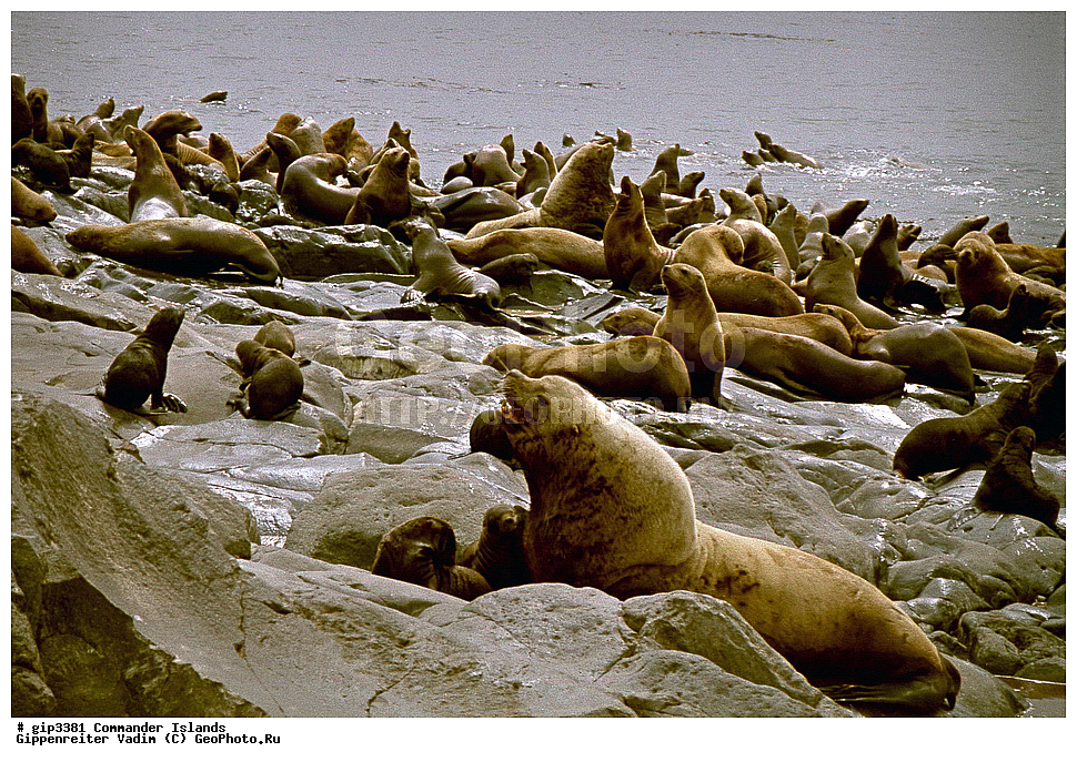 ������������ �������, �������� ����������,  1971 �, ������, ������� ������, ������ �������, ��������� ����, ���� �������, ������� � ������, ��������, ��������, ����� �����, ���������� ���� ������, ���������, ����������, ������������ ����������, ��������, ��������, �������������, �������������, �����, �����, ������� �������������, ������� �������������, ������� �����, ������� �����, XYZ, ������� ������, Otariidae, �����, �������� ������� ���, Eumetopias jubatus, ��������� ����