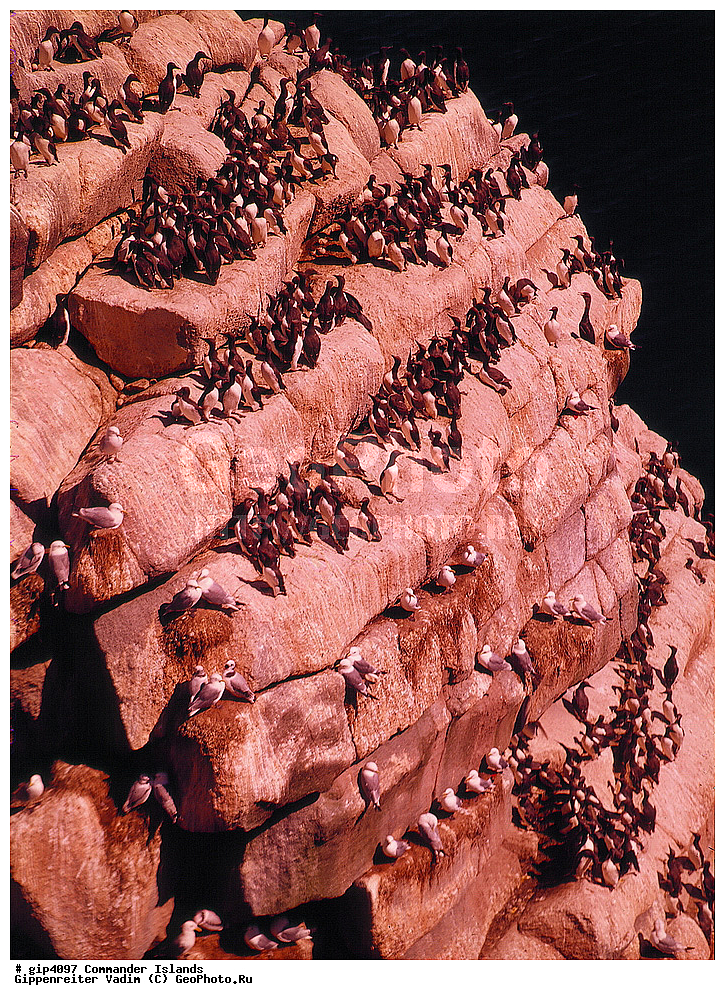 ������������ �������, �������� ����������,  1971 �, ������, ������� ������, ������ �������, ��������� ����, ���� �������, ������� � ������, ��������, ��������, ����� �����, ���������� ���� ������, ���������, ����������, ������������ ����������, ��������, ��������, �����, �����, ��������, �����������, ������� �����, ������� �����, XYZ, ����������, Alcidae, ����������� �����, ������������ �����, Uria aalge, ��������� ����