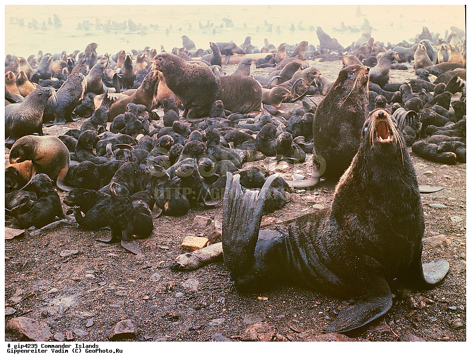 ������������ �������, �������� ����������,  1971 �, ������, ������� ������, ������ �������, ��������� ����, ���� �������, ������� � ������, ��������, ��������, ����� �����, ���������� ���� ������, ���������, ����������, ������������ ����������, ��������, ��������, �������������, �������������, �����, �����, ������� �������������, ������� �������������, ������� �����, ������� �����, XYZ, ������� ������, Otariidae, �������� ������� �����, ������� ���, Callorhinus ursinus, ��������� ����