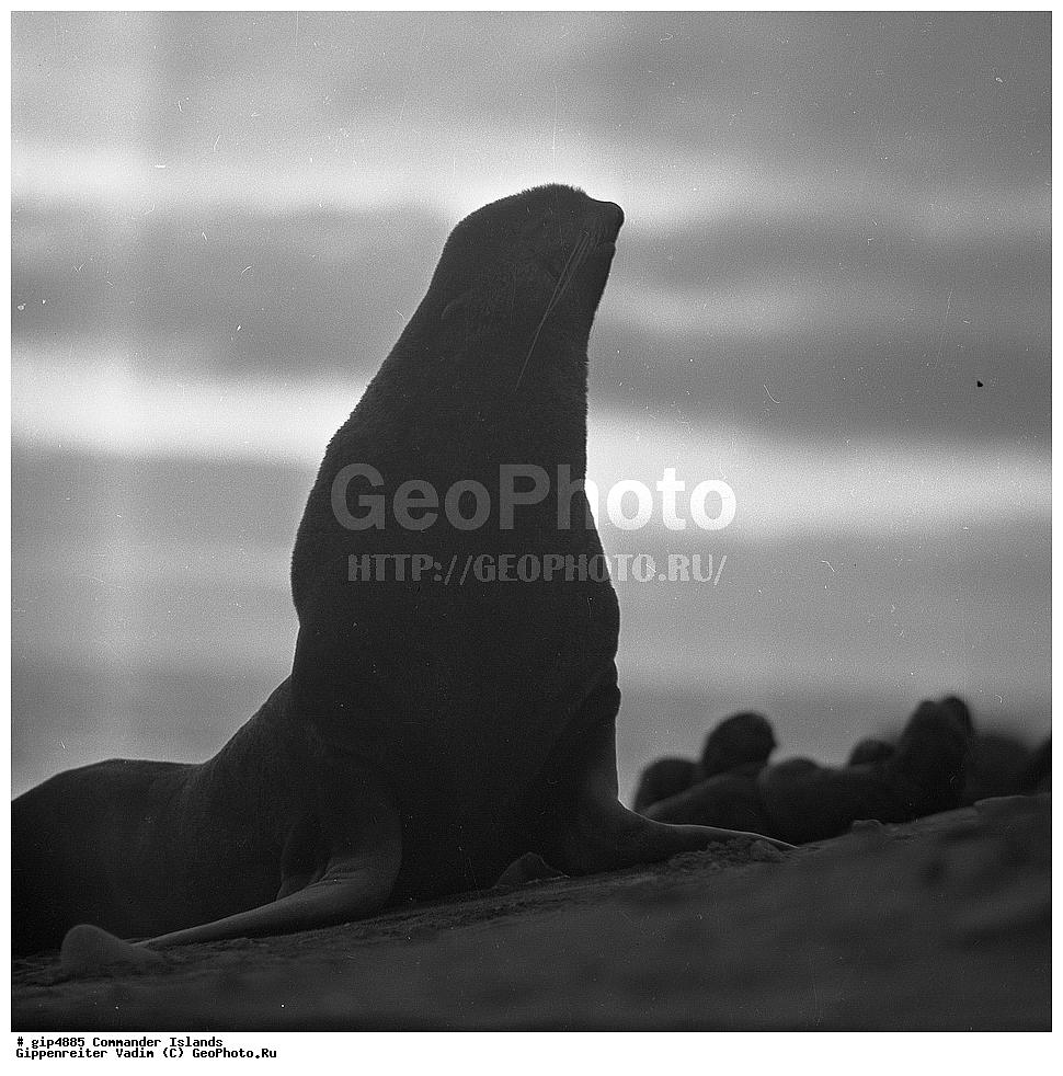 ������������ �������, �������� ����������,  1971 �, ������, ������� ������, ������ �������, ��������� ����, ���� �������, ������� � ������, ��������, ��������, ����� �����, ���������� ���� ������, ���������, ����������, ������������ ����������, ��������, ��������, �������������, �������������, �����, �����, ������� �������������, ������� �������������, ������� �����, ������� �����, XYZ, ������� ������, Otariidae, �������� ������� �����, ������� ���, Callorhinus ursinus, ��������� ����