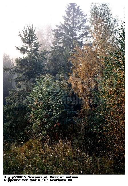 ������, ������� ����, �������, �����, ������, �������������