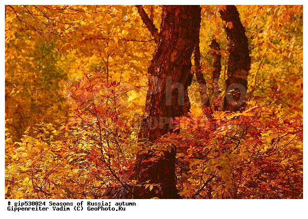 ������, ������� ����, ������� �����, �������, �����, ������, �������������