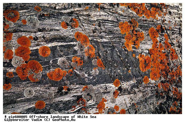 ����� ����, �����, ����� ����, ��������, ����, ������