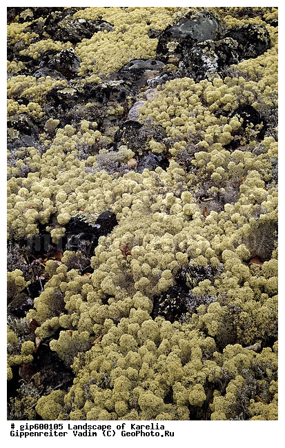 ����� ����, �����, ����� ����, ��������, ����, ������