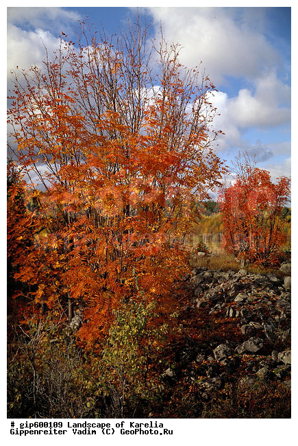 ����� ����, �����, ����� ����, ��������, ����, ������