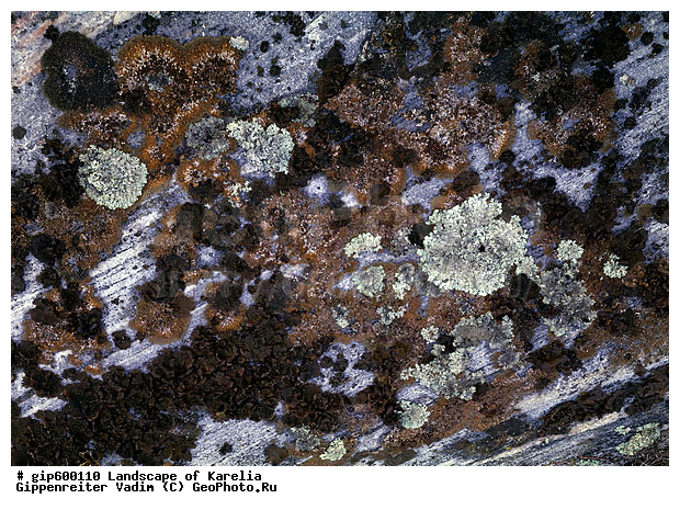 ����� ����, �����, ����� ����, ��������, ����, ������