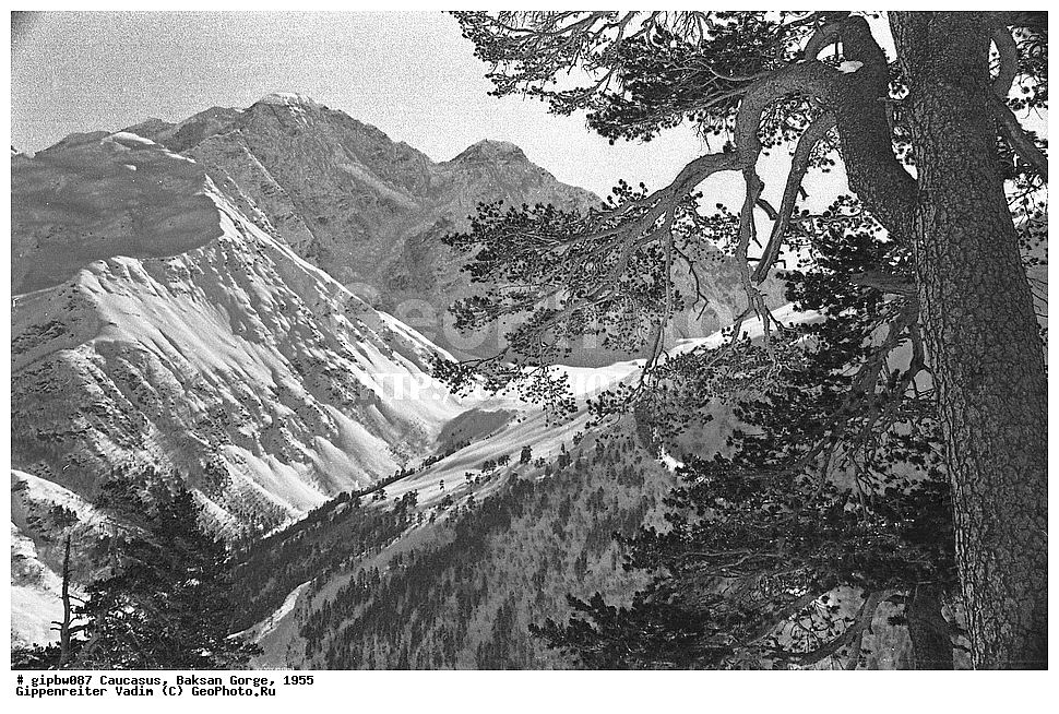 �������, �������  ���������� ������, ��������� ��������, ����, ������, ������, ���������� ������, 1955, ������-����,  ���� ������-����-����, ����������