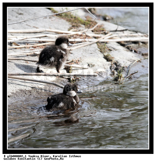 �������, ���������� ��������, ���� ������, ����, ������, ������, �����, �������, ����, ����, �����, ����������� ����� ������, ������, ��������, ��������, �����, �����, ��������, �����������, �����������������, ������������� �����, ������������� �����, XYZ, ������, Anatidae, ������, Bucephala clangula