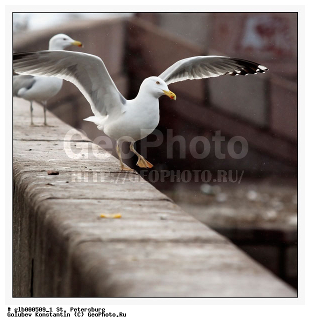 ���������, �����������, ��������� ������, ����������, �����