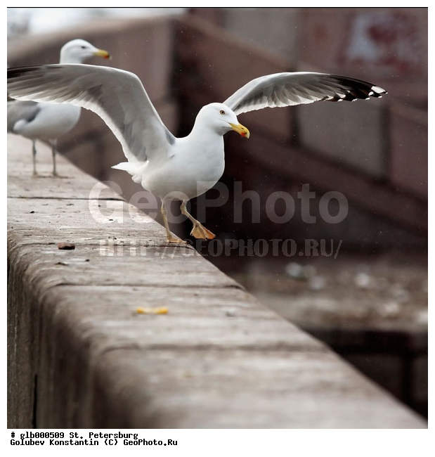 ���������, �����������, ��������� ������, ������, ����������, �����, �����