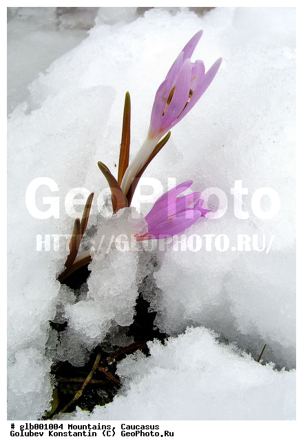 ����, �������, ���������� ����, ���������, �������, �������, �����