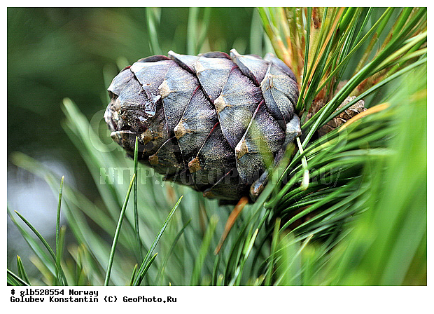 ��������, �����, �����