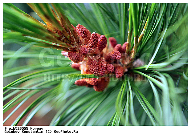 ��������, �����, �����