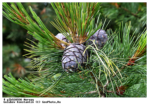 ��������, �����, �����