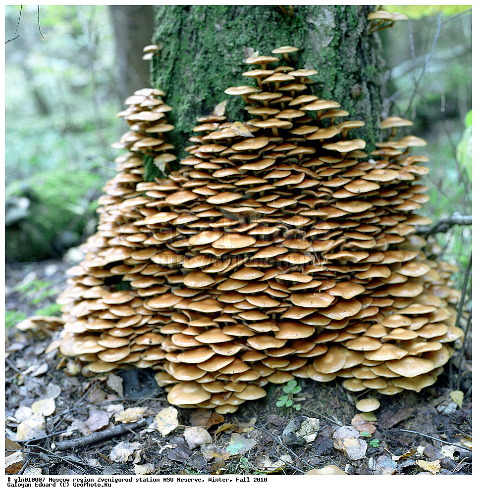 ���������� �������, �������������� ������� ���, ���, ��������, ����, �����, 2010