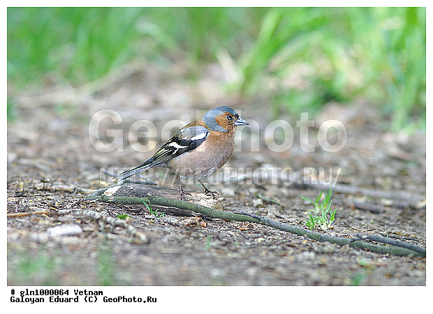 Fringilla coelebs, ������, �����������, �����, �����, �����, �����, XYZ, ���������, Fringillidae