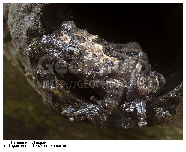 �������, ��������, ������� �������