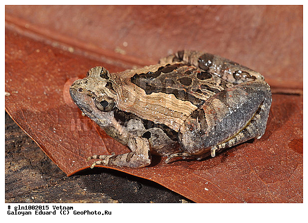 Microhyla pulchra, �������� ��������� ������, �������, ��������, �����������, �������, �����������, �������, ��������, ��������, �����������, �����������, �������, �������, XYZ, ��������, �����������, Microhylidae, �������� ��������� ������, �������� ��������� �������, Microhyla pulchra