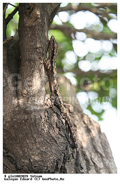 Cosymbotus platyurus, ������������� ������� ������, �����������, ��������������, �������, ��������, ��������, ��������������, ��������������, ��������, ��������, �������, �������, XYZ, �������, ����������, ����������, Gekkonidae, ������������� ������� ������, �������� ������� ������, ������������� ����������, Hemidactylus platyurus, Cosymbotus platyurus, ��������, ��������, ��������������, ��������������, ��������, ��������, �������, �������, XYZ, �������, ����������, ����������, Gekkonidae, ������������� ������� ������, �������� ������� ������, ������������� ����������, Hemidactylus platyurus, Cosymbotus platyurus