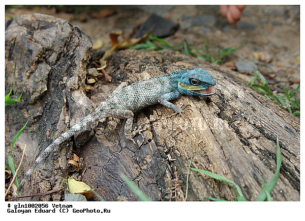 Calotes mystaceus, �������, ������ �����, ��������������, ��������, �������, ��������, ��������, ��������������, ��������������, ��������, ��������, �������, �������, XYZ, ��������, Agamidae, ������ �����, ������ �����, Calotes mystaceus