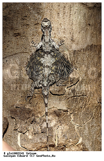 Draco macularis, ������, �����������, ��������������, �������, ��������, ��������, ��������������, ��������������, ��������, ��������, �������, �������, XYZ, ��������, Agamidae, ��������� ������� ������, Draco maculatus, Dracunculus maculatus