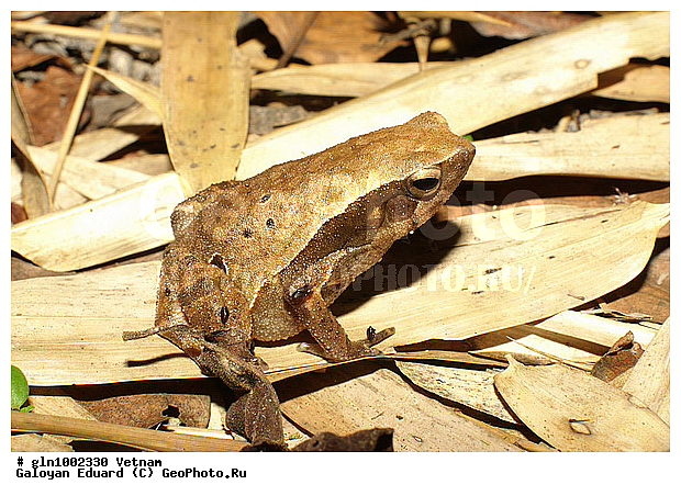Kalophrynus interlineatus, �������, ��������, �����������, �����������, �������, �������, ��������, ��������, �����������, �����������, �������, �������, XYZ, ��������, �����������, Microhylidae, ���������� ����� �������, ��������� ����� �������, ���������� �������, Kaloula pulchra