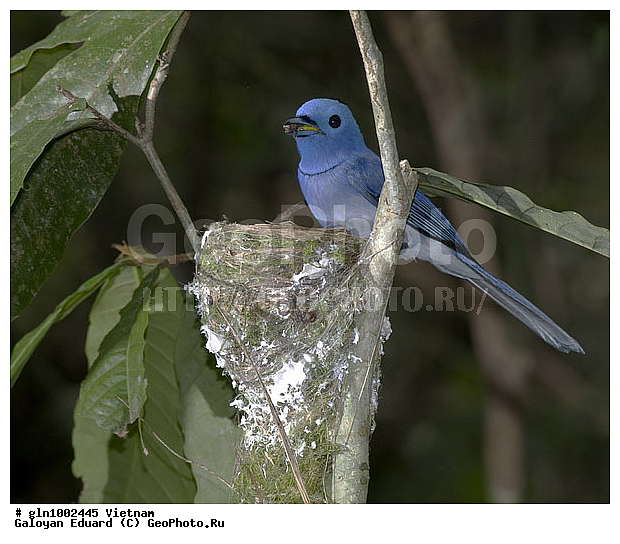 �������, ��������, ������, �����